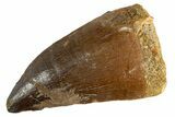 Fossil Mosasaur (Thalassotitan) Tooth - Morocco #345090-1